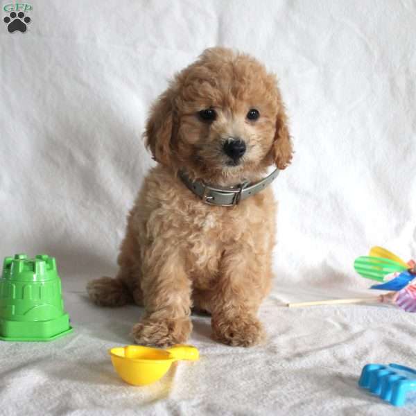 Carl, Bich-Poo Puppy